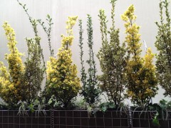 IMG_9524 - コピー